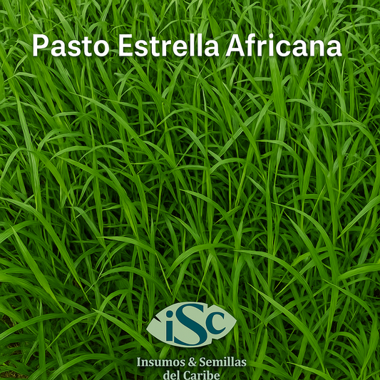 Semilla de Pasto Estrella Africana (Cynodon) – Cobertura rápida y alta resistencia