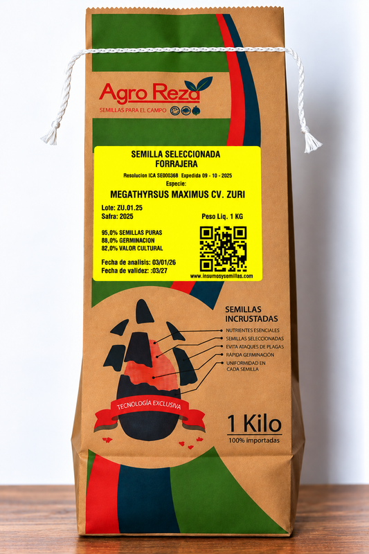 Semilla de Pasto BRS Zuri (Panicum) – Alto Rendimiento para Carne y Leche