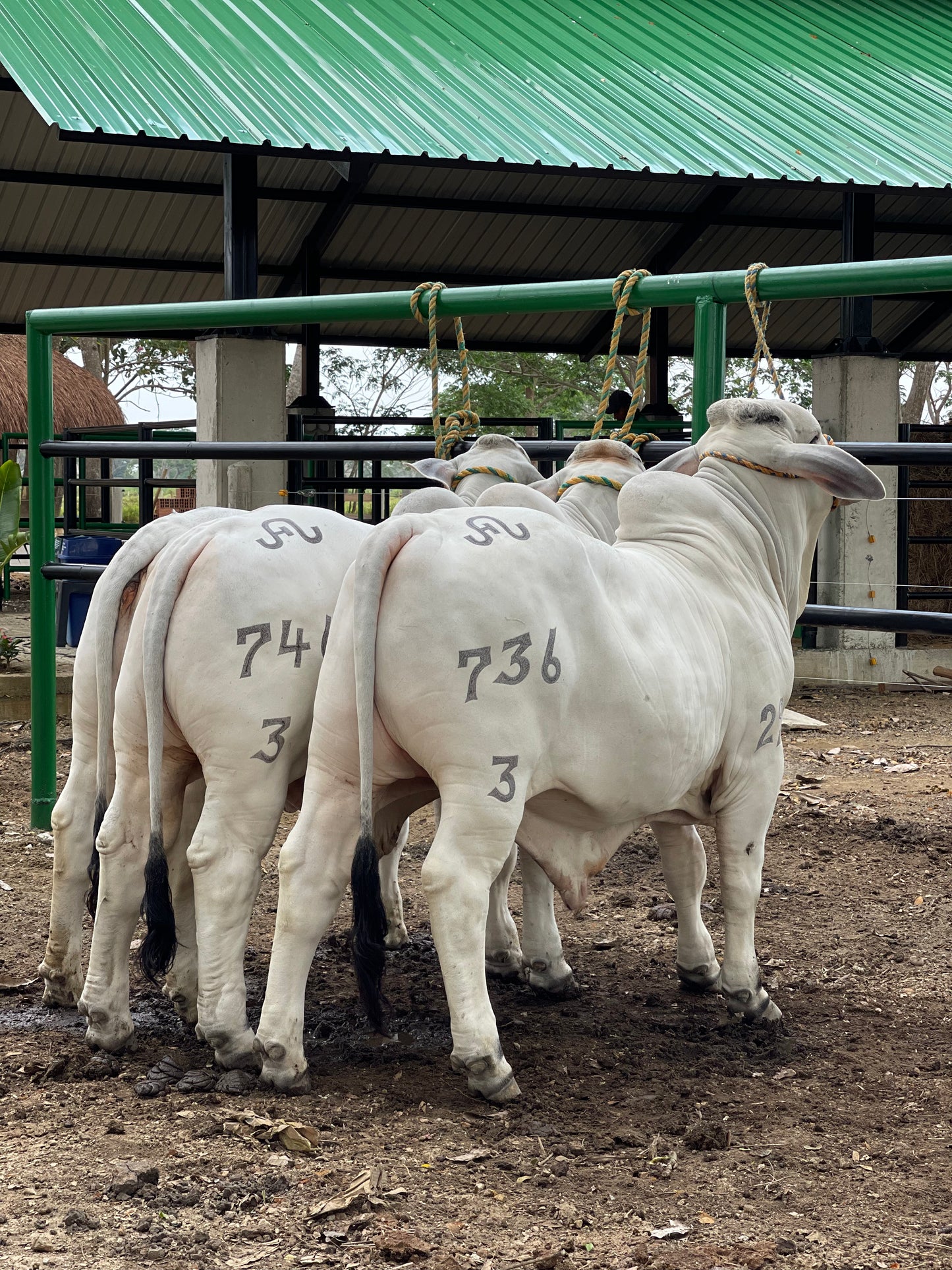 Lista de Precios Pajillas Brahman Gris | Insumos y Semillas del Caribe