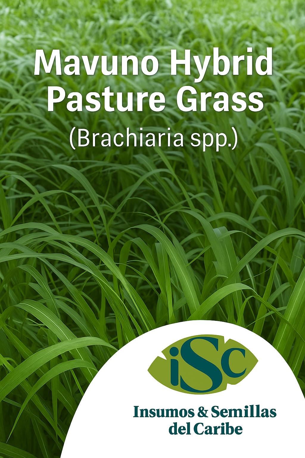 Semilla de Pasto Mavuno (Brachiaria híbrido) – Forraje de Alta Productividad para Carne y Leche