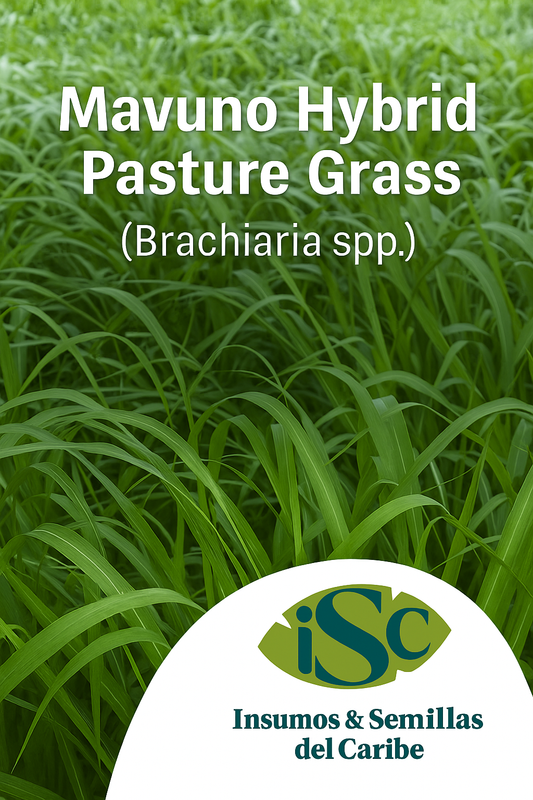 Semilla de Pasto Mavuno (Brachiaria híbrido) – Forraje de Alta Productividad para Carne y Leche