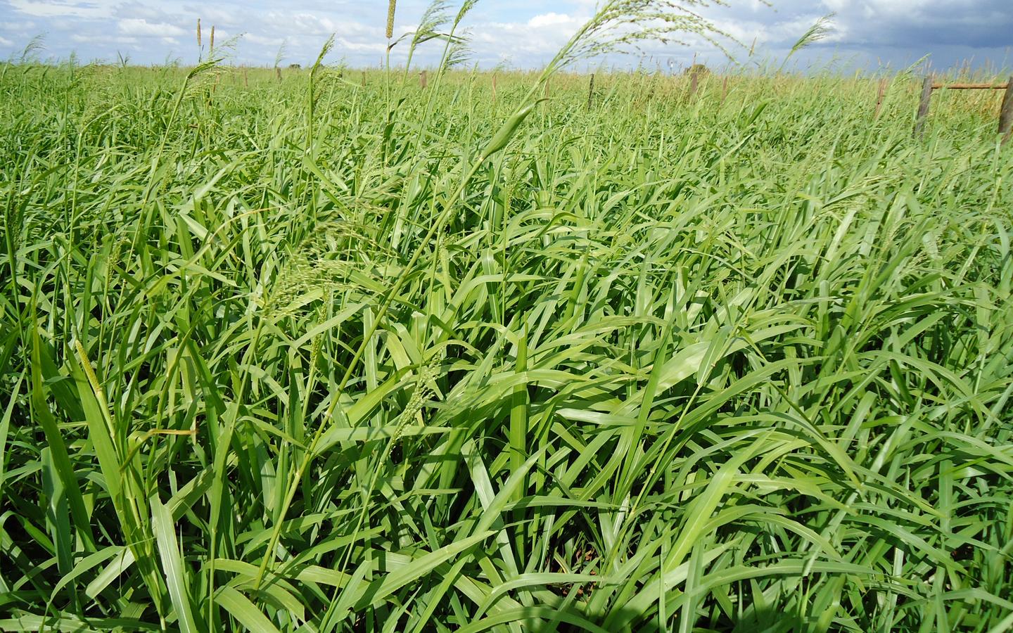 Panicum BRS. Zuri