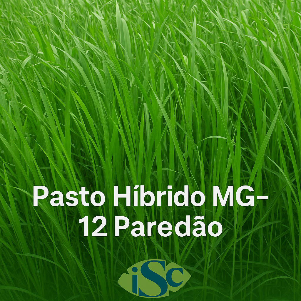 Semilla de Pasto Híbrido MG-12 Paredão – Alto rendimiento para carne y leche