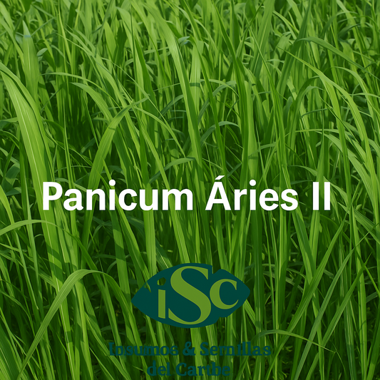 Semilla de Pasto Panicum Áries II – Alto rendimiento para pastoreo, corte y ensilaje