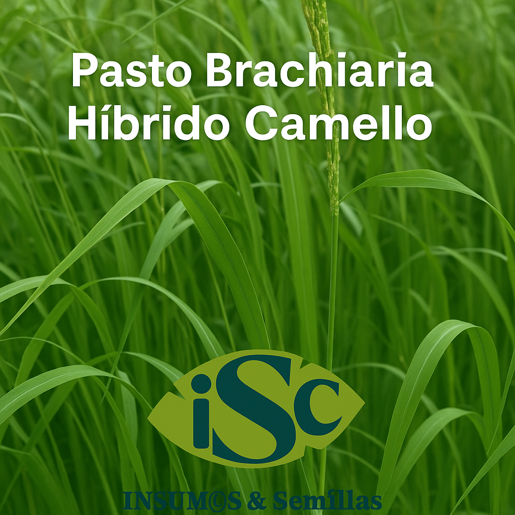 Semilla de Pasto Brachiaria Híbrido Camello – Resistente a sequía para ganadería
