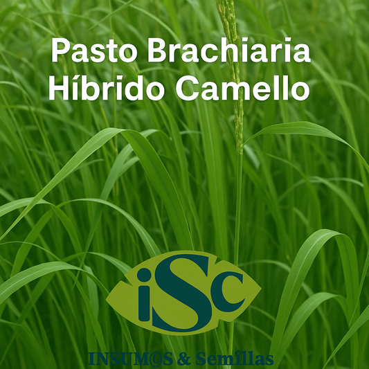 Semilla de Pasto Brachiaria Híbrido Camello – Resistente a sequía para ganadería