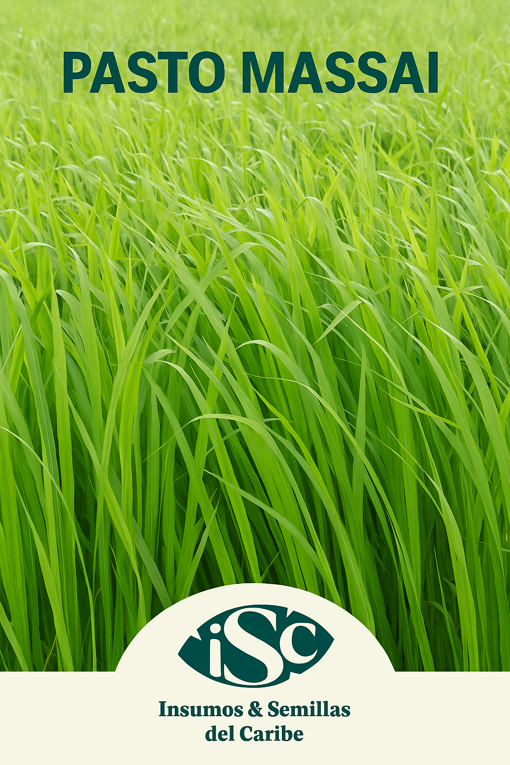 Semilla de Pasto Massai (Panicum maximum) – Alto rendimiento y tolerancia a sequía