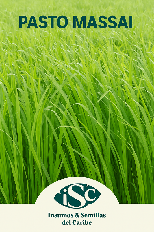 Semilla de Pasto Massai (Panicum maximum) – Alto rendimiento y tolerancia a sequía