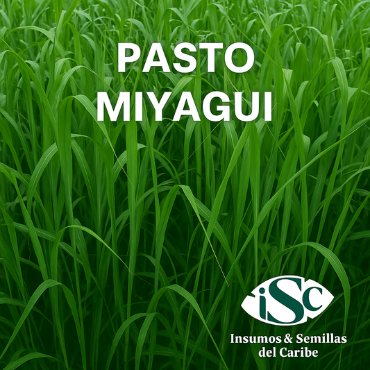 Semilla de Pasto Miyagui – Brachiaria brizantha MG-5 (Xaraés) para Carne y Leche