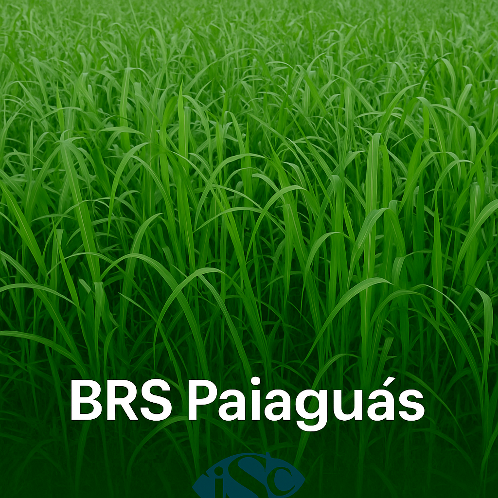 Semilla de Pasto Brachiaria brizantha BRS Paiaguás – Alto rendimiento en época seca