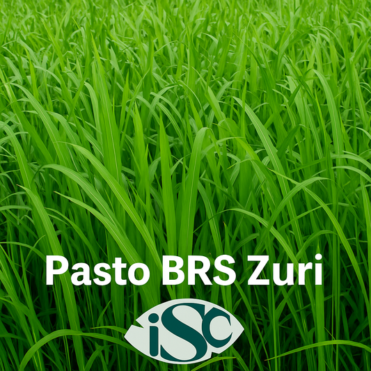 Semilla de Pasto BRS Zuri (Panicum) – Alto Rendimiento para Carne y Leche