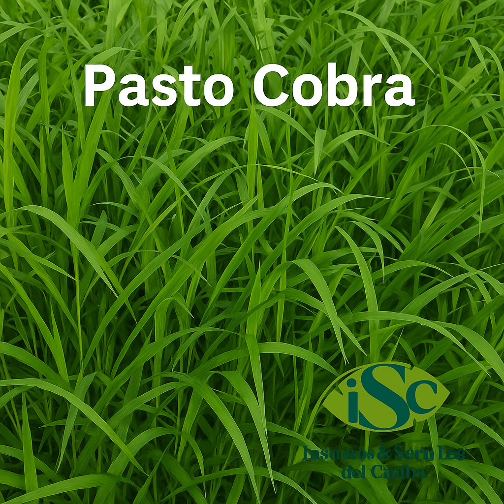 Semilla de Pasto Brachiaria híbrido Cobra (IPR 139) – Alto rendimiento y tolerancia a humedad