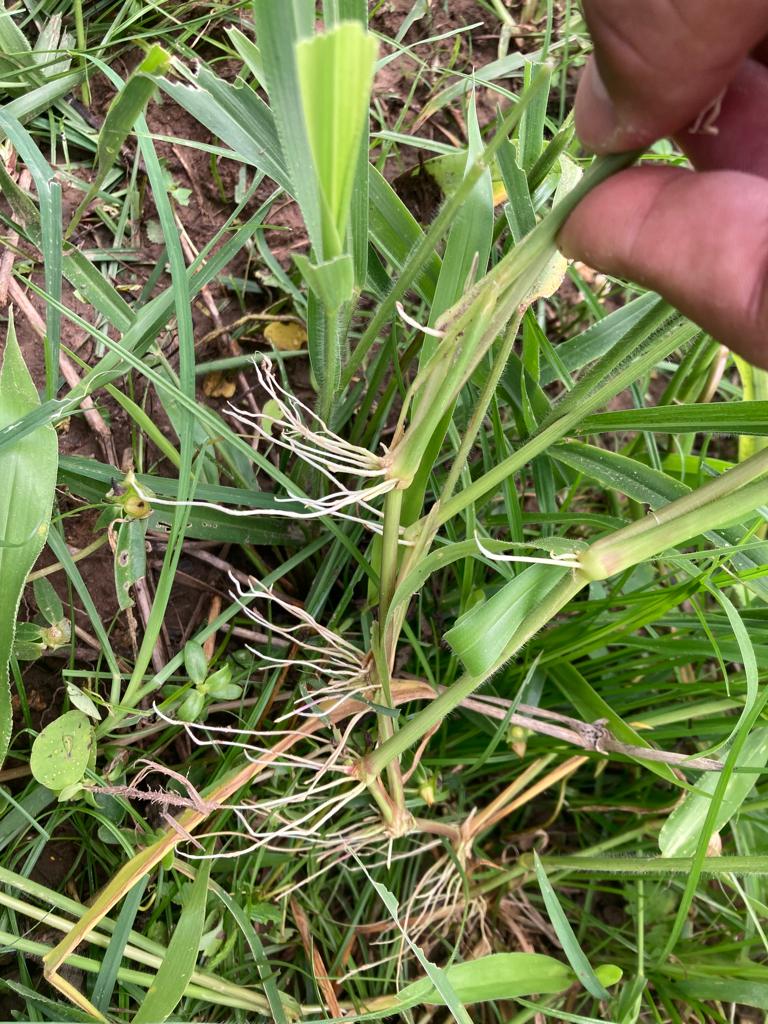 Semilla de pasto Ruziziensis Urochloa ruziziensis para siembra en Colombia