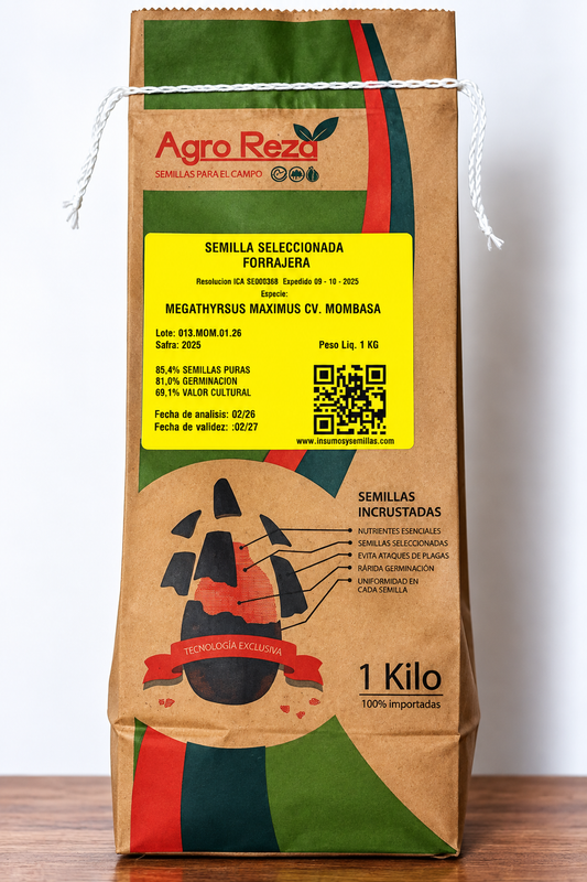 Semilla de Pasto Mombasa (Panicum maximum) | Forraje de alto rendimiento para carne y leche