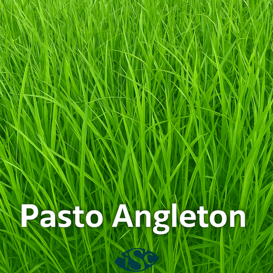 Semilla de Pasto Angleton (Dichanthium) – Forraje nativo, resistente y persistente