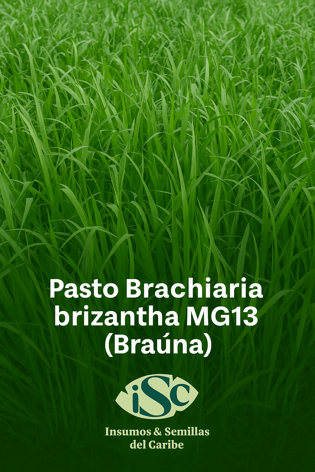 Semilla de Pasto Brachiaria brizantha MG13 (Braúna) – Alto rendimiento para carne y leche