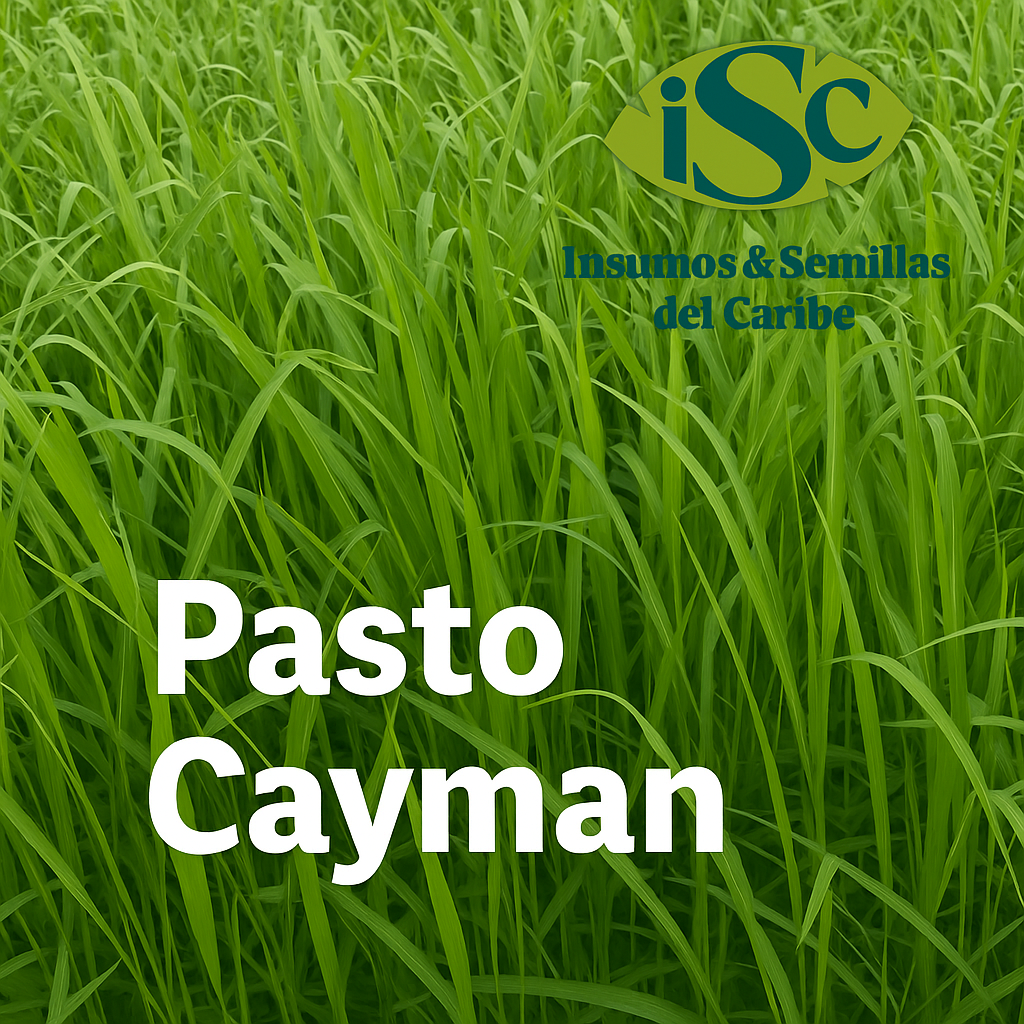 Semilla de Pasto Cayman (Brachiaria híbrido) – Forraje para Suelos Húmedos de Alto Rendimiento