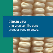 Maíz Cerato VIP3