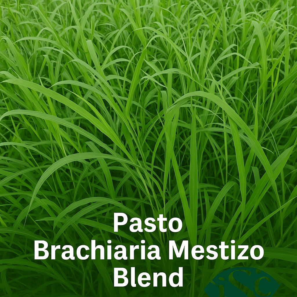Semilla de Pasto Brachiaria Mestizo Blend – Forraje tropical de alta producción
