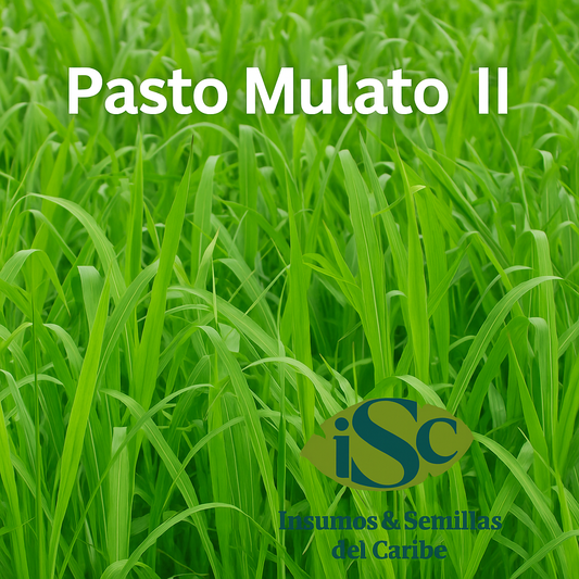 Semilla de Pasto Mulato II (Brachiaria híbrido cv. Mulato II) – Forraje de alto rendimiento