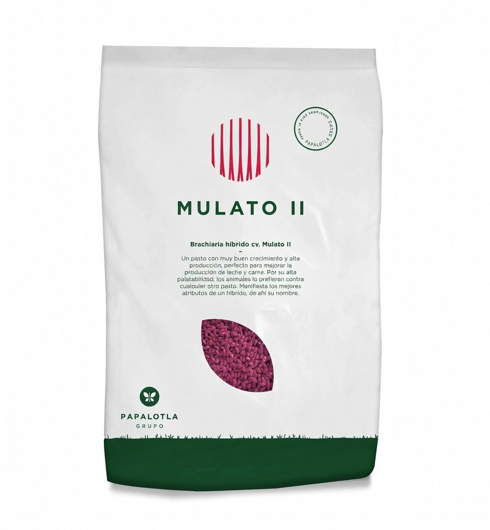 Semilla de Pasto Mulato II (Brachiaria híbrido cv. Mulato II) – Forraje de alto rendimiento