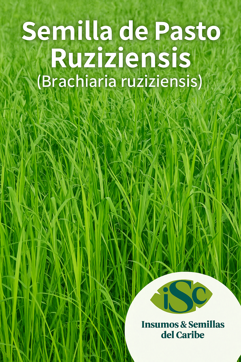 Pasto Ruziziensis Urochloa ruziziensis para ganadería y mejoramiento genético en Colombia