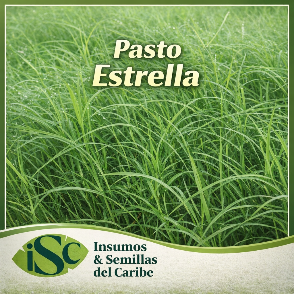 Semilla de Pasto Bermuda Estrella Cynodon dactylon CD-90160