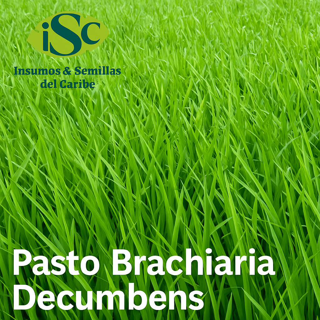 🌱 Semilla de Pasto Brachiaria Decumbens (Brachiaria decumbens) – Forraje de Alto Rendimiento