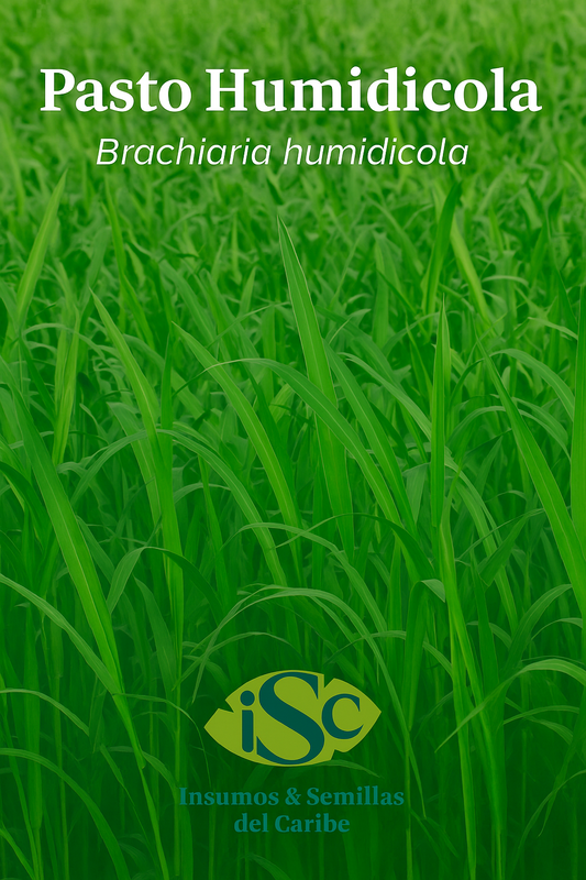 Semilla de Pasto Humidicola (Brachiaria humidicola) – Forraje de Alta Adaptación en Suelos Ácidos
