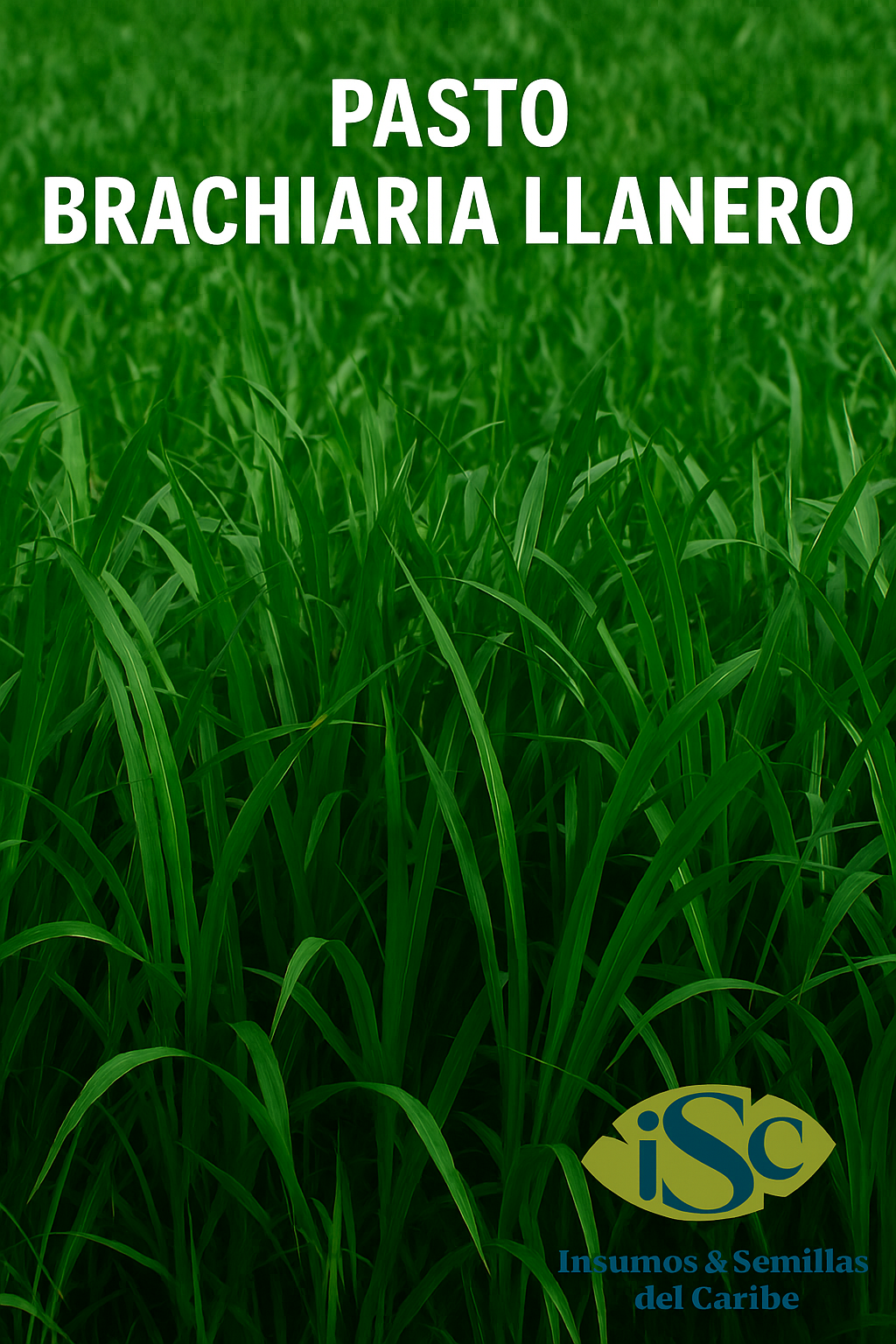Semilla de Pasto Brachiaria Llanero (Brachiaria humidicola) – Forraje para Suelos Ácidos y Húmedos