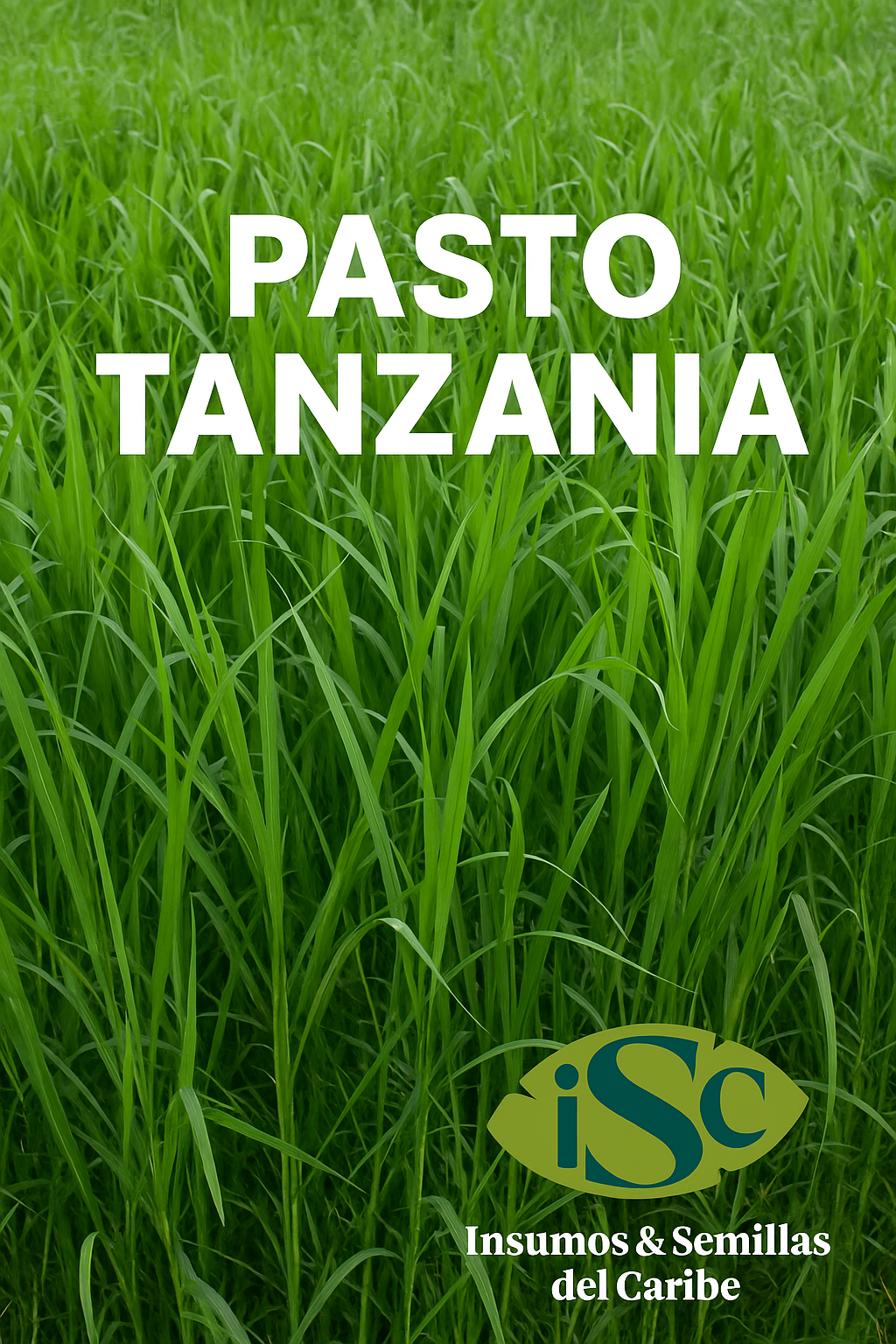 🌱Semilla de Pasto Tanzania (Panicum maximum cv. Tanzania) – Forraje de Alto Rendimiento