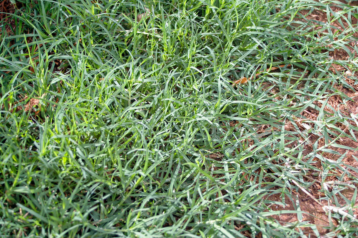 Semilla de Pasto Bermuda Estrella para ganadería Cynodon dactylon CD-90160