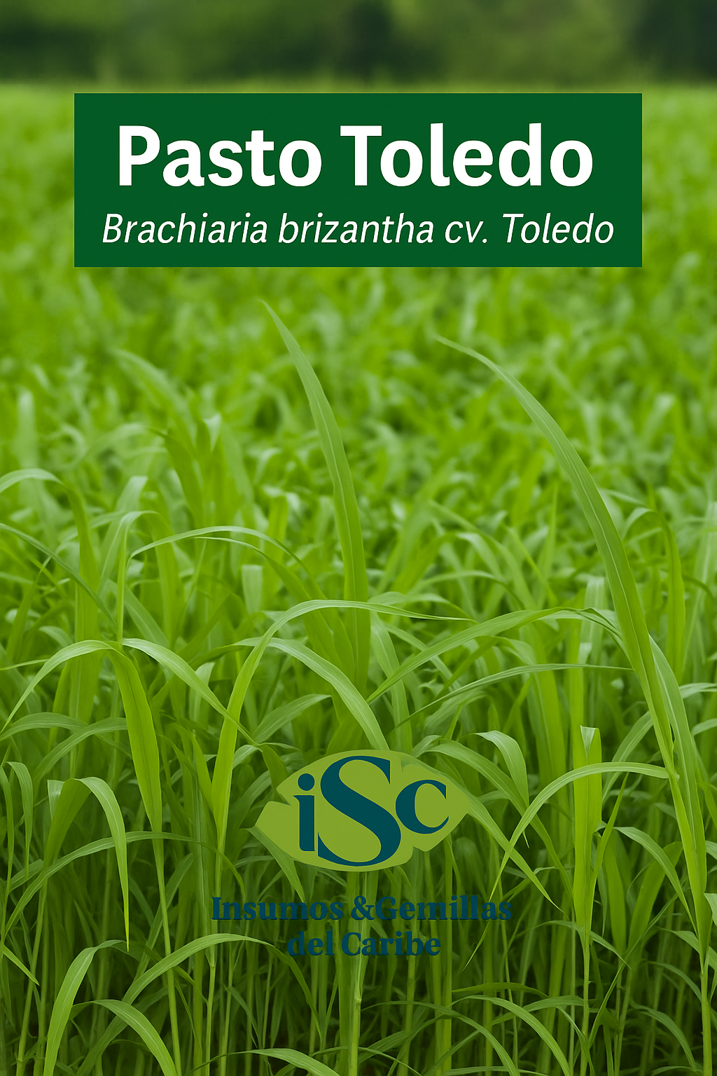 Semilla de Pasto Toledo (Brachiaria brizantha) para ganadería en Colombia