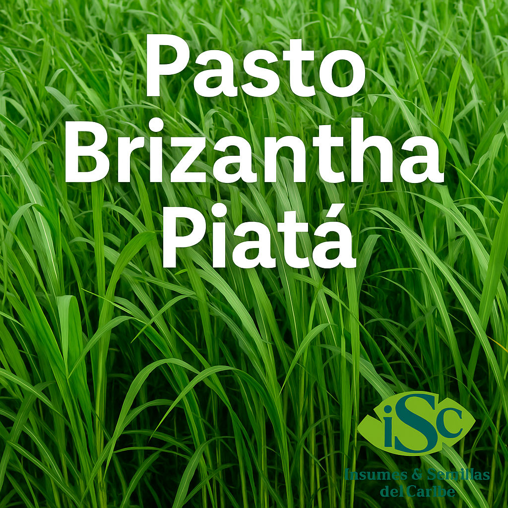🌱Semilla de Pasto Brizantha Piatá  – Forraje Tropical de Alto Rendimiento
