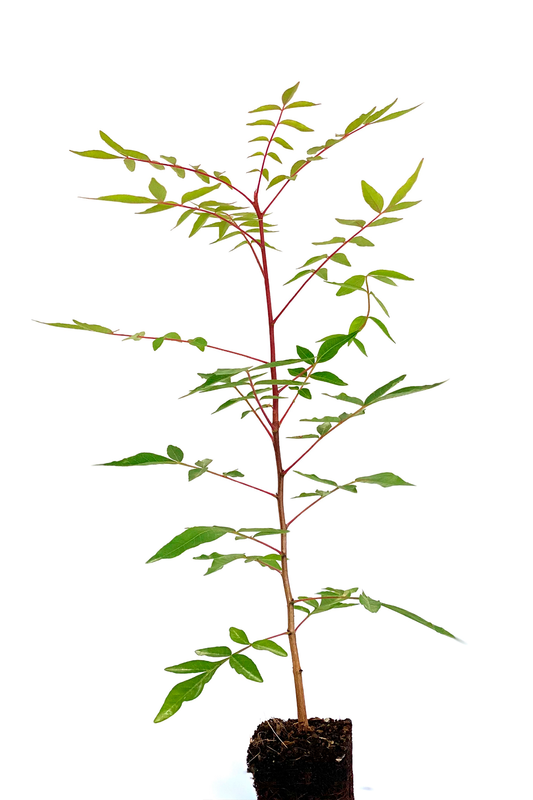 Plantas Forestales de Viveros