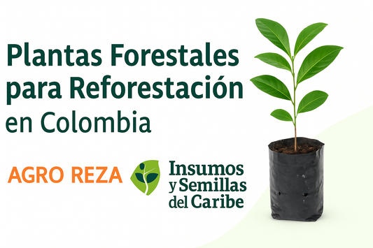🌳 Plantas Forestales de Vivero en Colombia – Reforestación y Proyectos Ambientales